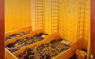 xông hơi xuồng cỏ
