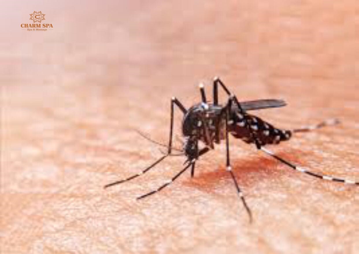 muỗi truyền bệnh sốt xuất huyết